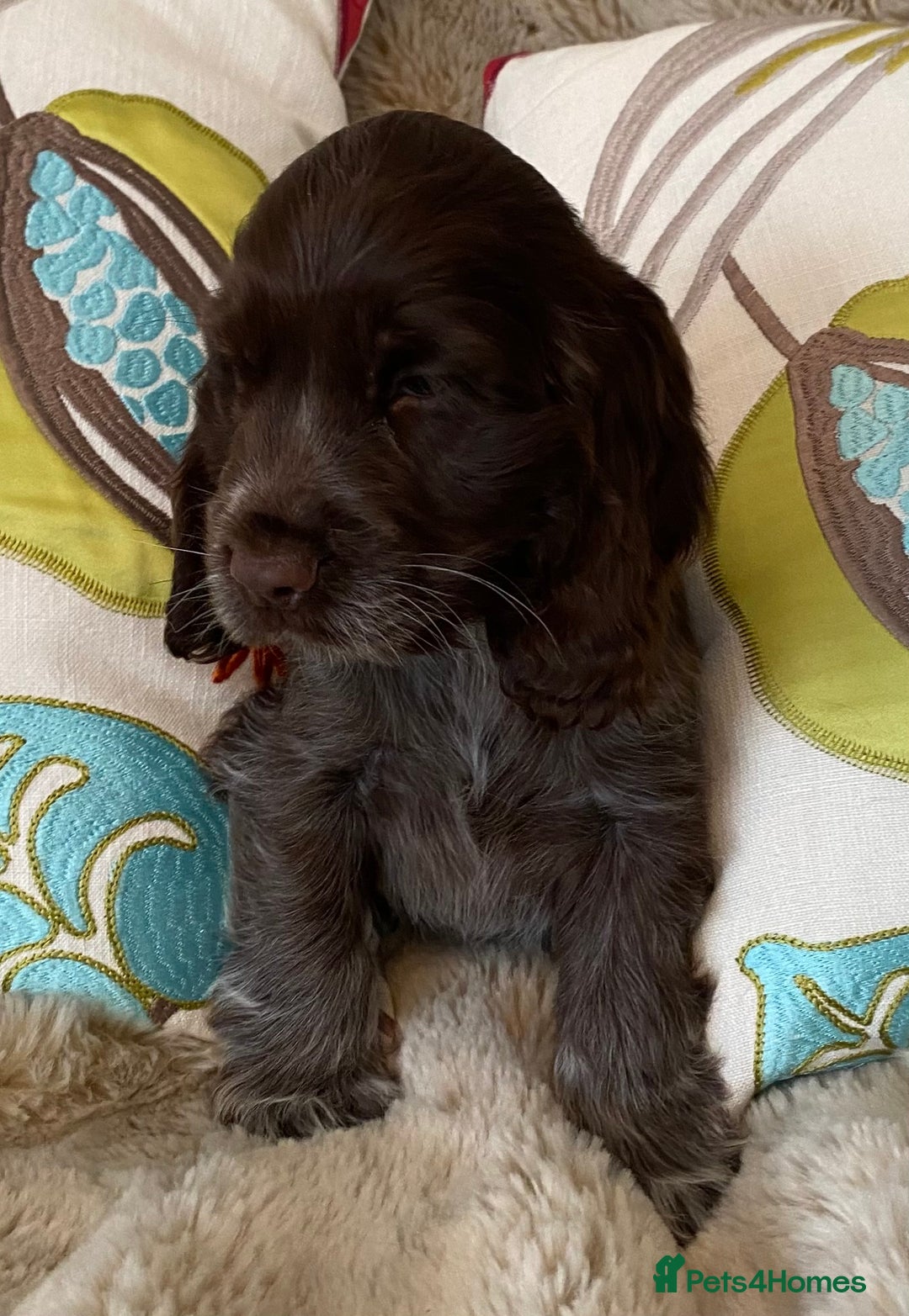 Cocker Spaniel dogs for sale: Adorable show cocker puppies - Image 22