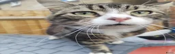 Mixed Breed cats for sale: Male cat in Slough - Advert 1