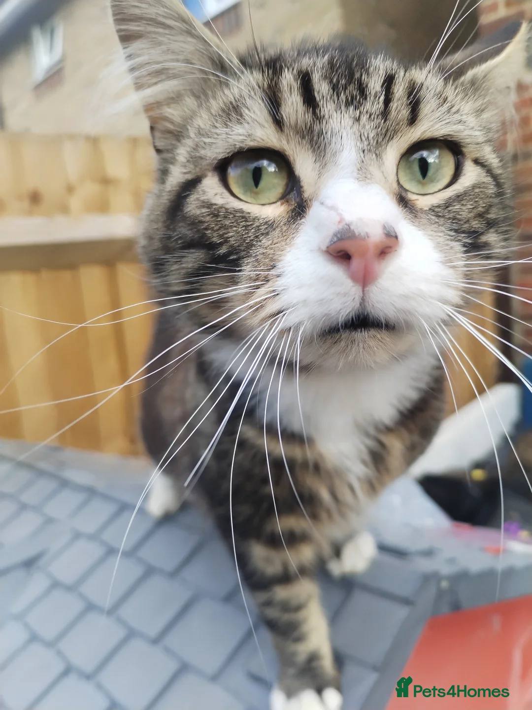 Mixed Breed cats for sale: Male cat in Slough - Advert 1