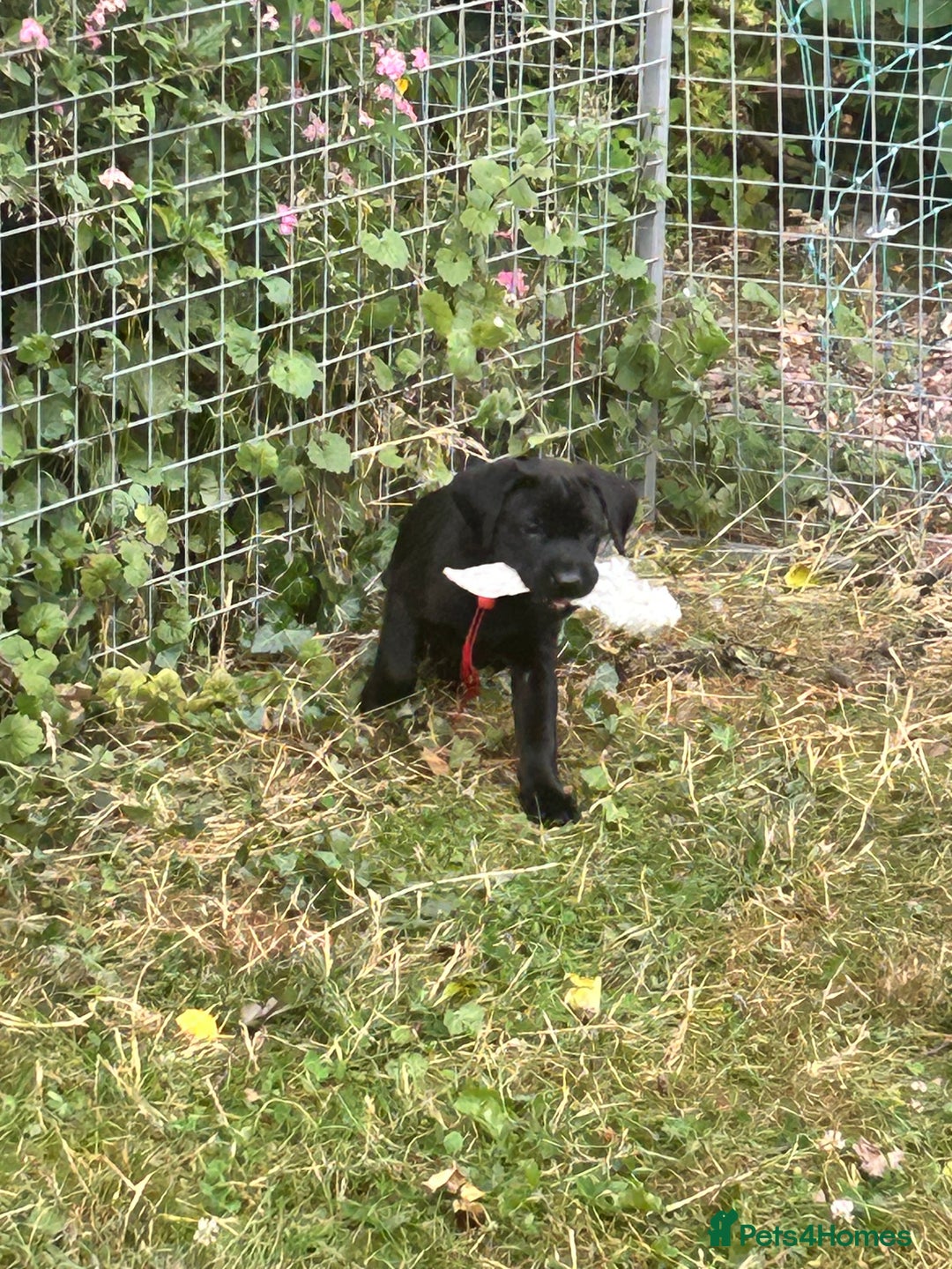 Labrador Retriever dogs for sale: labrador puppies health tested parents in Honiton - Image 8