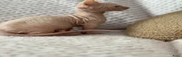 Sphynx cats for sale: Canadian sphynx kittens  - Advert 14