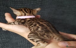 Bengal cats for sale: Top quality pure Bengal kittens available now - Image 7