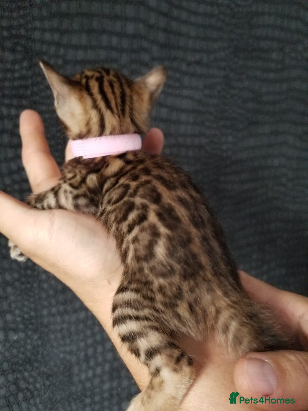 Bengal cats for sale: Top quality pure Bengal kittens available now - Image 7