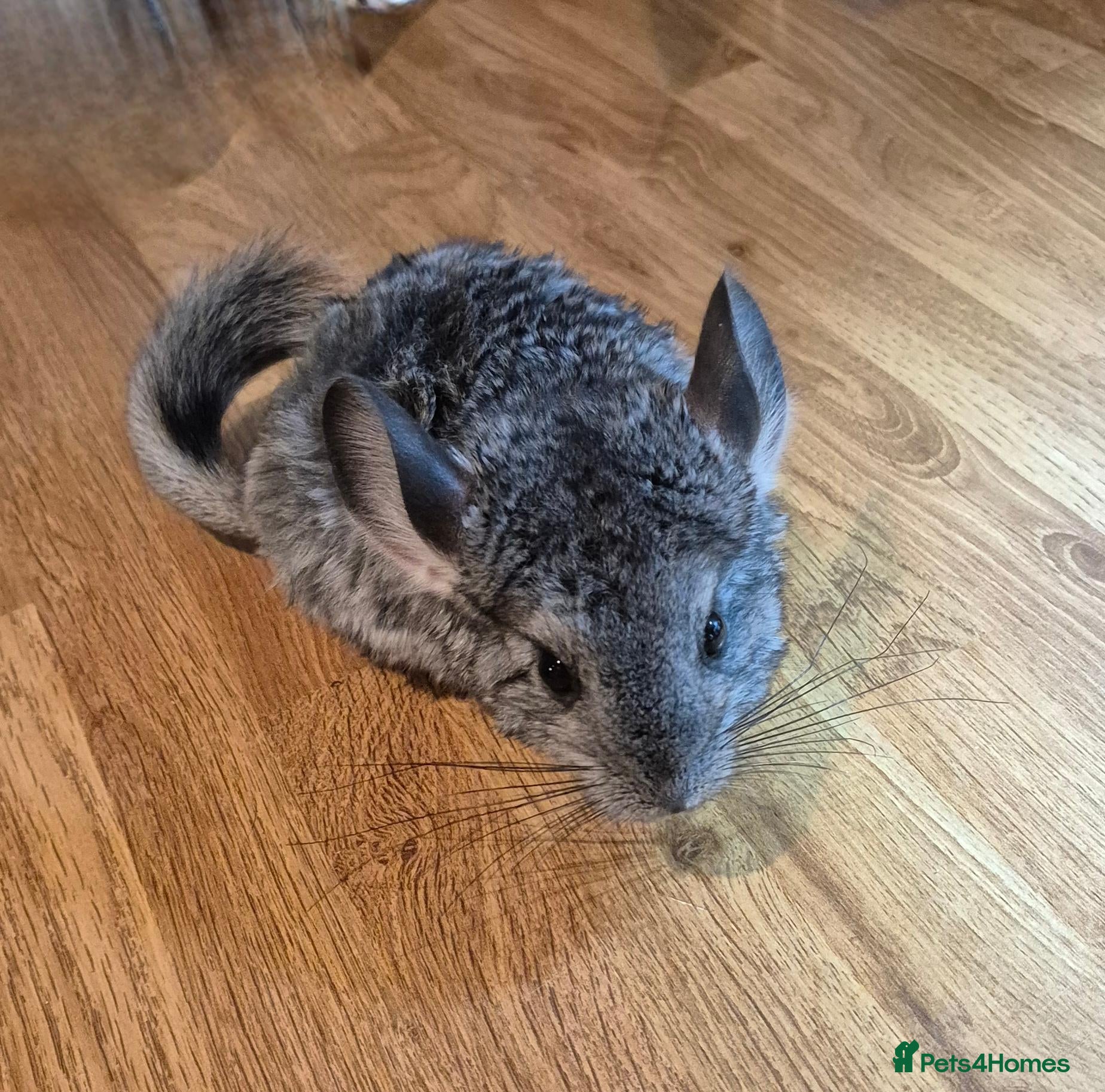 Chinchilla rodents 🌟 Chinchilla Kits Ready for Their Forever Homes - Advert 7