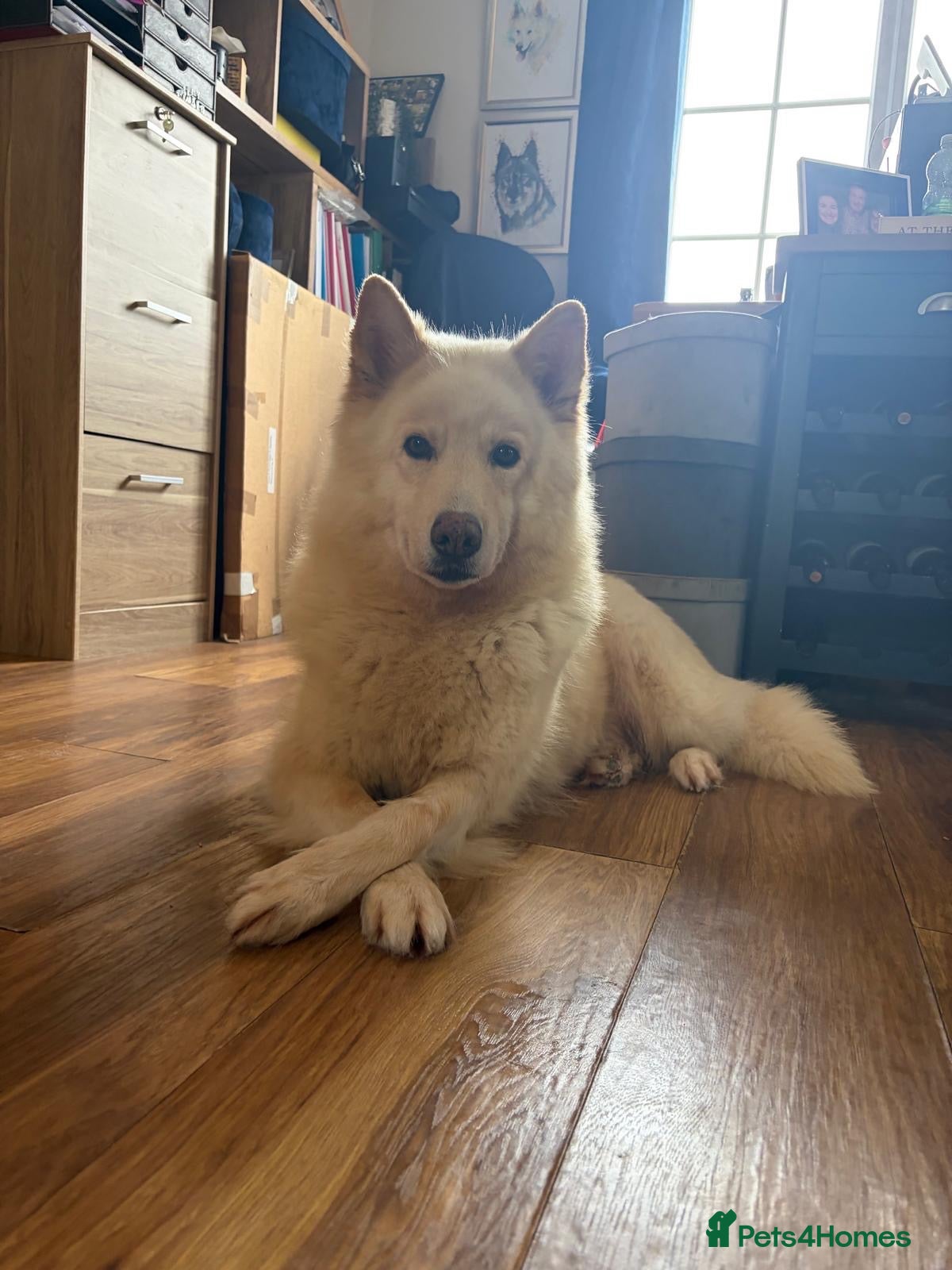 Siberian Husky dogs Exceptional Siberian Husky x Gsd Puppy - Advert 2