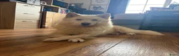 Siberian Husky dogs for sale: Exceptional Siberian Husky x Gsd Puppy - Advert 2