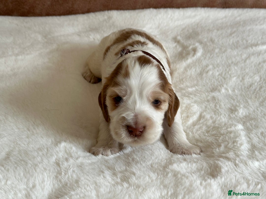Cocker Spaniel dogs for sale: Extensively Health Tested KC Reg Puppies  - Image 20