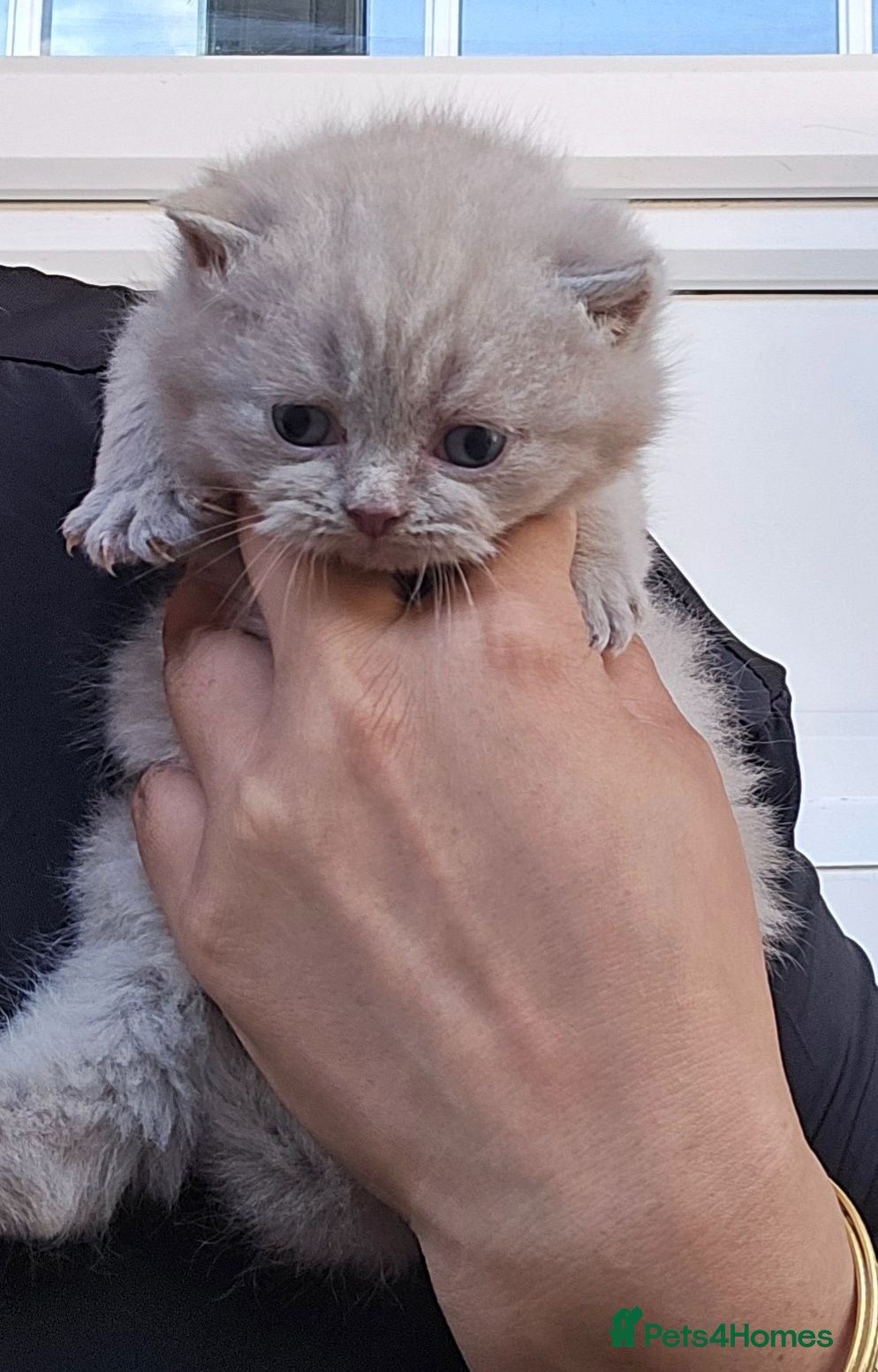 British Shorthair cats GCCF REGISTERED LILAC BRITISH SHORTHAIR  - Advert 2