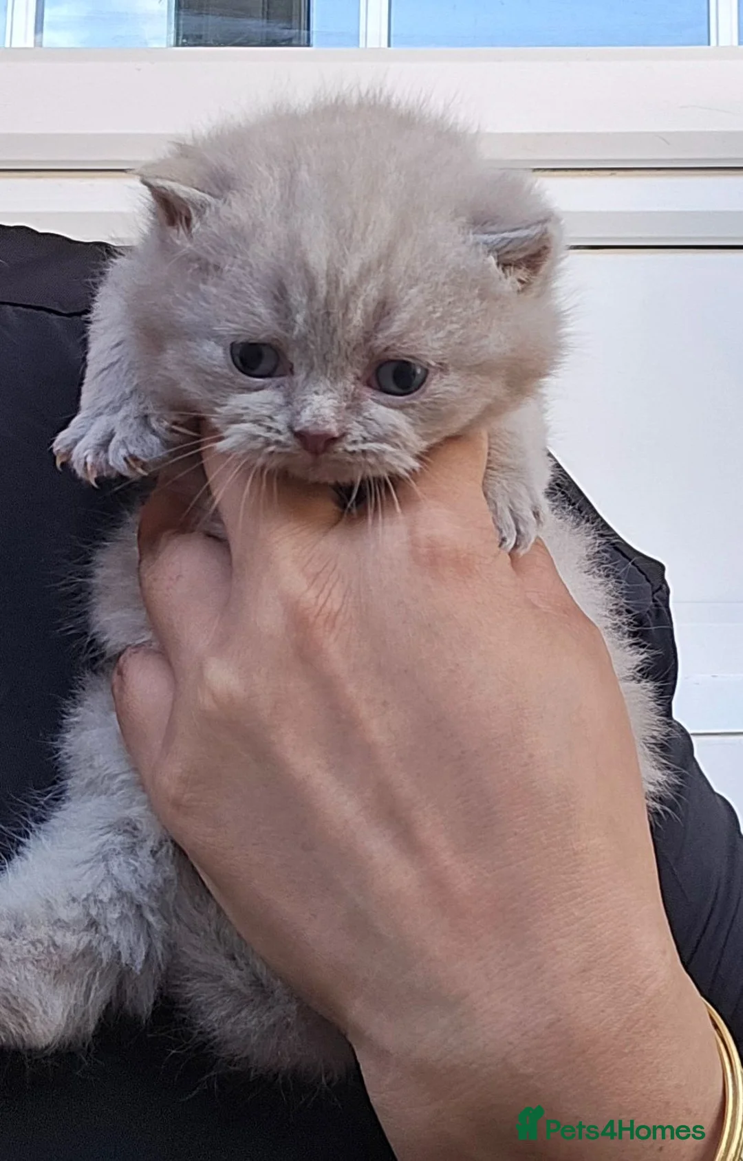 British Shorthair cats for sale: GCCF REGISTERED LILAC BRITISH SHORTHAIR  - Advert 2