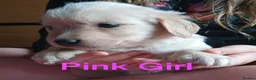 Golden Retriever dogs for sale: Beautiful Home Raised Golden Retriever Puppies - Advert 17