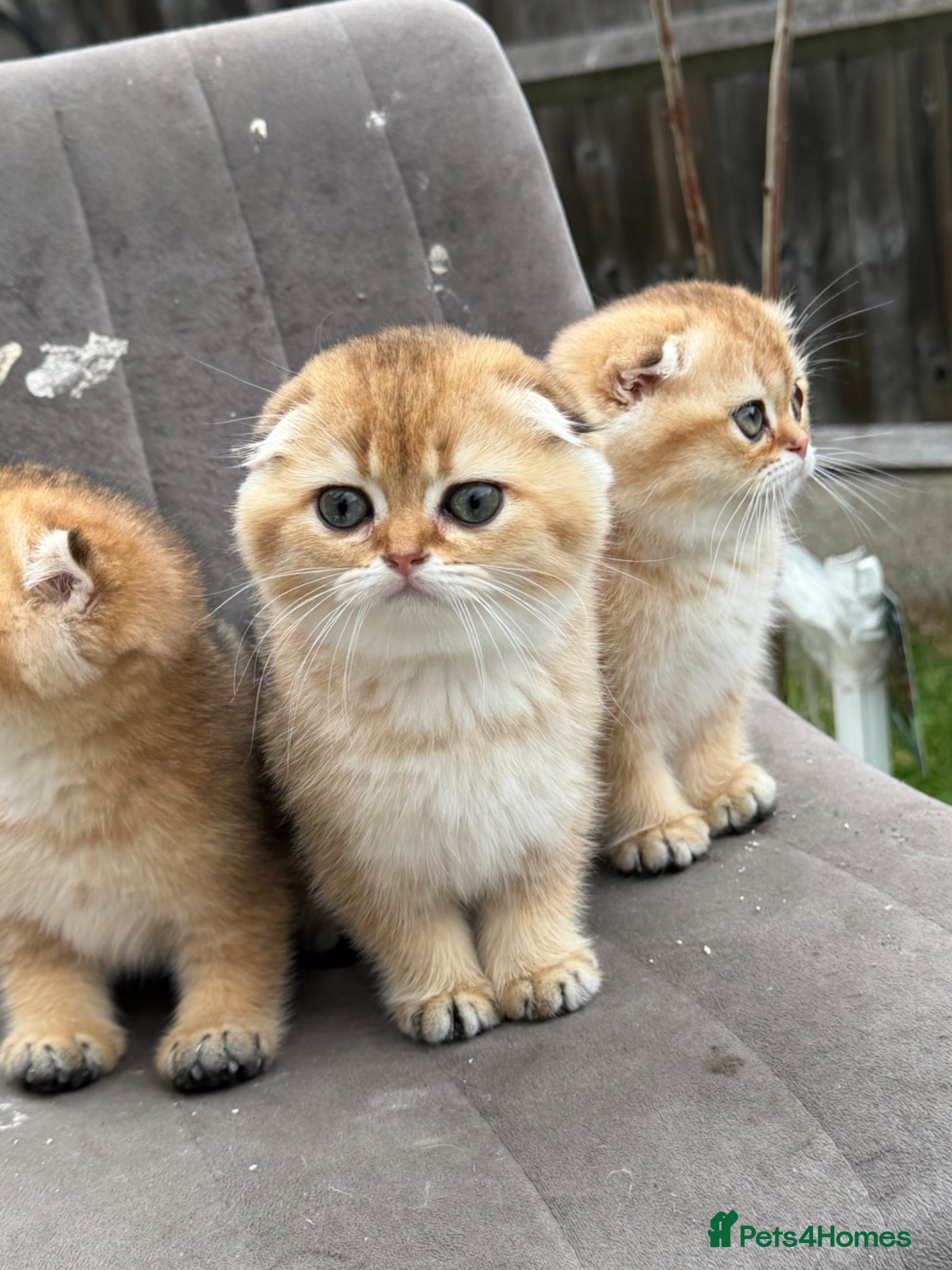 Scottish Fold cats British golden cat - Advert 1