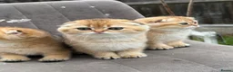 Scottish Fold cats for sale: British golden cat - Advert 1