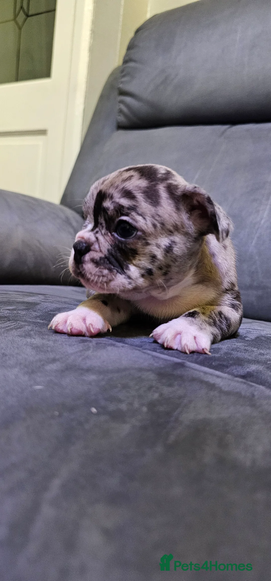 French Bulldog dogs for sale:  7x beautiful Frenchie puppies for sale  - Advert 10