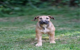 Mixed Breed dogs for sale: Wheatenbull Puppies English Bullterrier x Wheaten  in Egham - Image 22