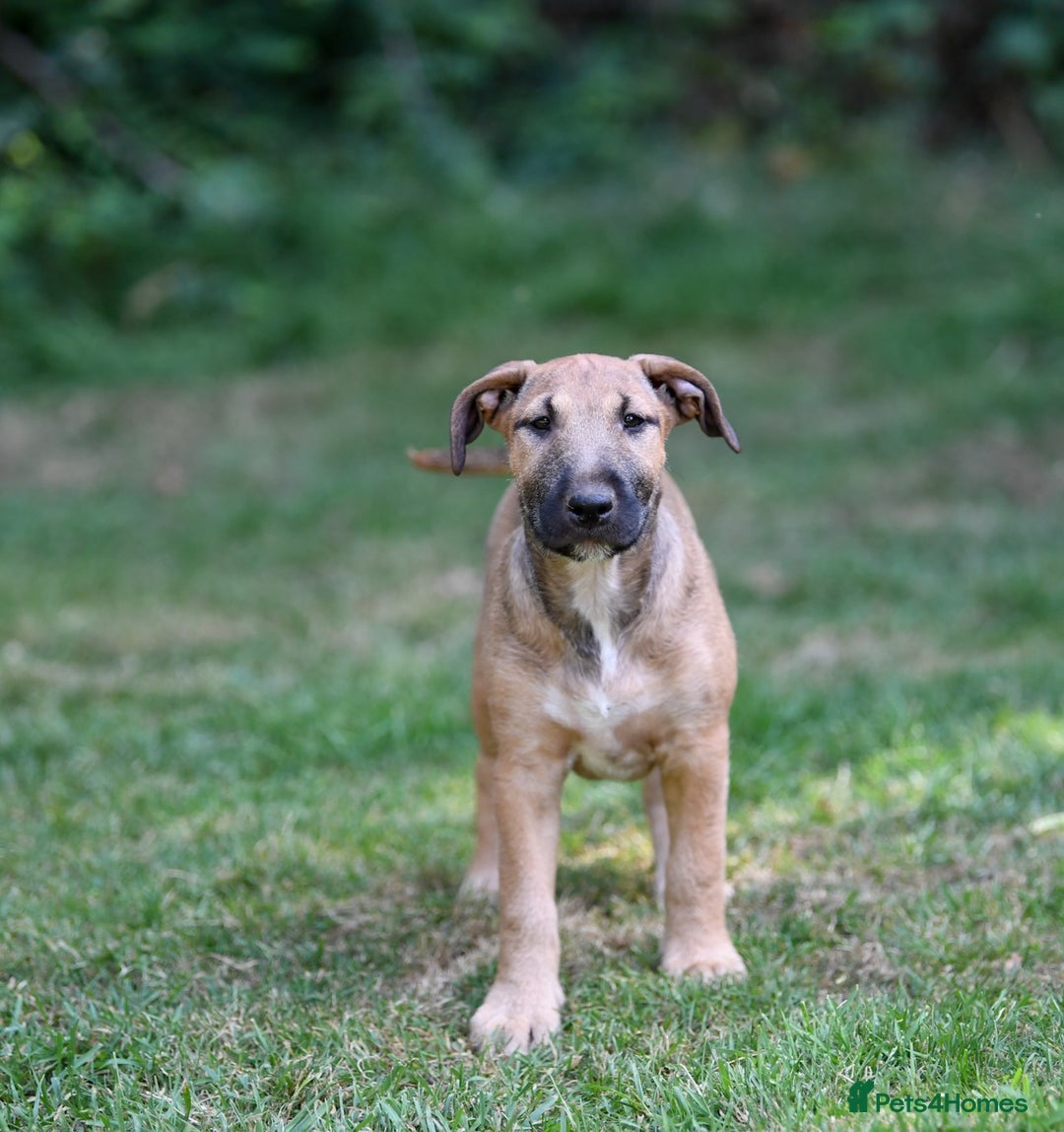 Mixed Breed dogs for sale: Wheatenbull Puppies English Bullterrier x Wheaten  in Egham - Image 22