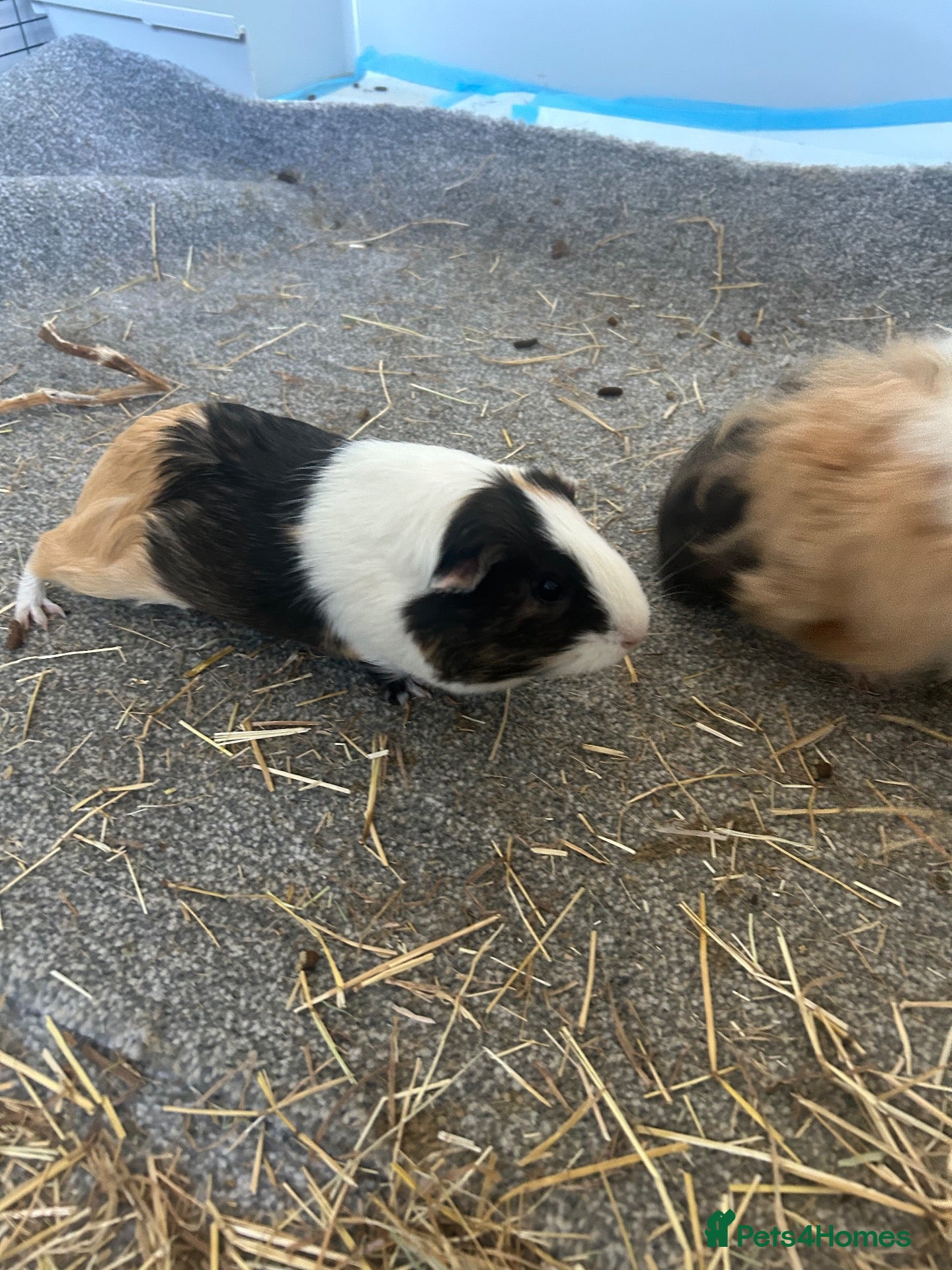 Guinea Pig rodents Guinea pigs pair - Advert 2