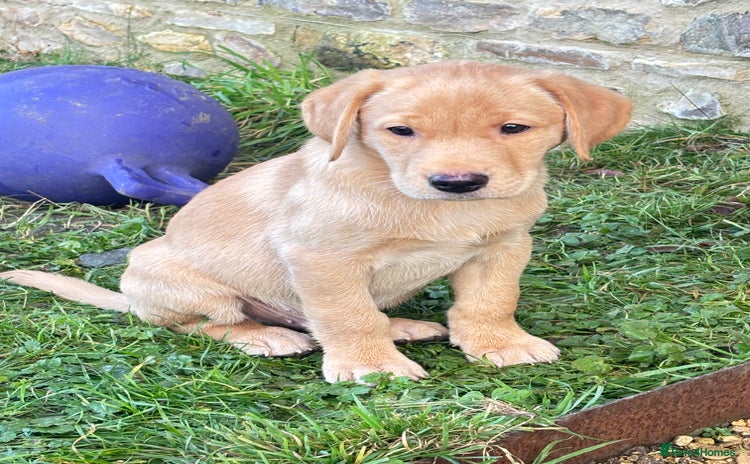 Labrador Retriever dogs Gorgeous Labrador Puppies - Advert 15