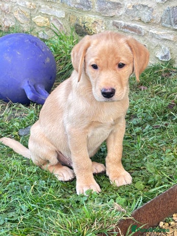 Labrador Retriever dogs Gorgeous Labrador Puppies - Advert 15
