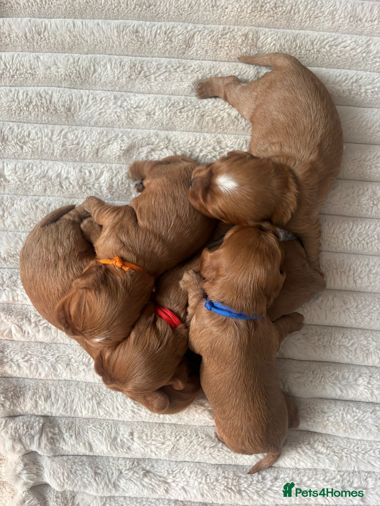 Cavalier King Charles Spaniel dogs Cavalier King Charles boys - Advert 2