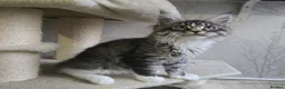 Maine Coon cats for sale: Stunning brown tabby bicolor boy tica registered - Advert 28