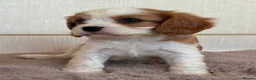 Cavalier King Charles Spaniel dogs for sale: Gorgeous Cavalier King Charles Puppies! - Advert 24