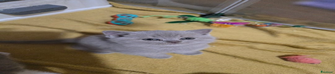 British Shorthair Kitten 2