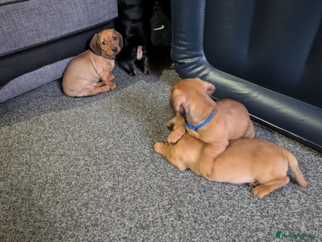 Mixed Breed dogs for sale: Dachshund cross pug puppies in Huddersfield - Advert 3