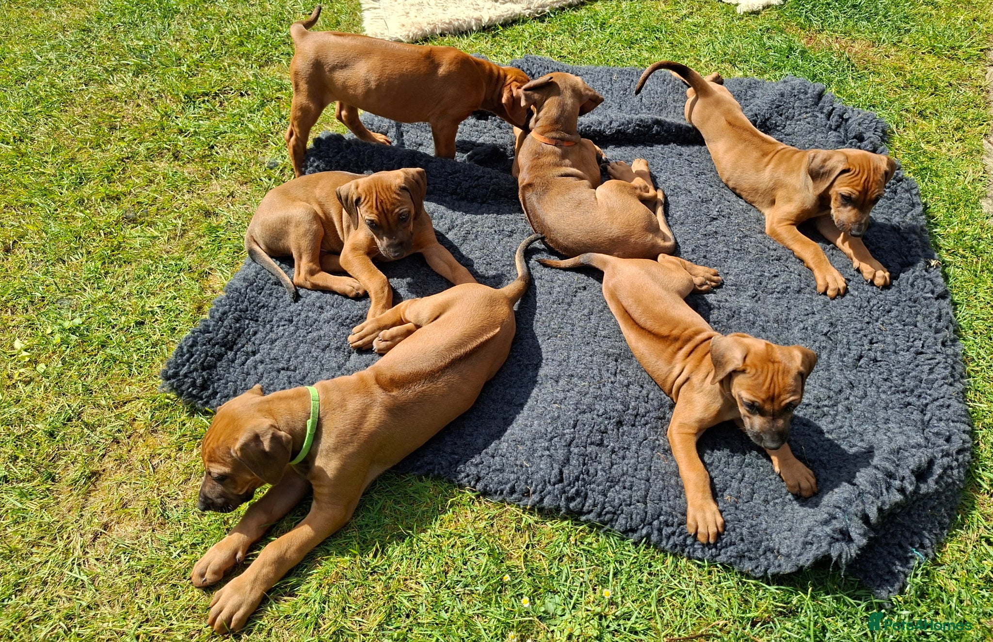 Rhodesian Ridgeback dogs Rhodesian Ridgeback Puppies KC Health Elb Hip JME - Advert 5