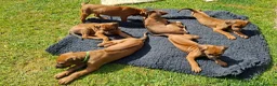 Rhodesian Ridgeback dogs for sale: KC reg,Excellent Ridges,Health checked/Elb/Hip/JME - Advert 1