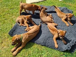 Rhodesian Ridgeback dogs Rhodesian Ridgeback Puppies KC Health Elb Hip JME - Advert 5
