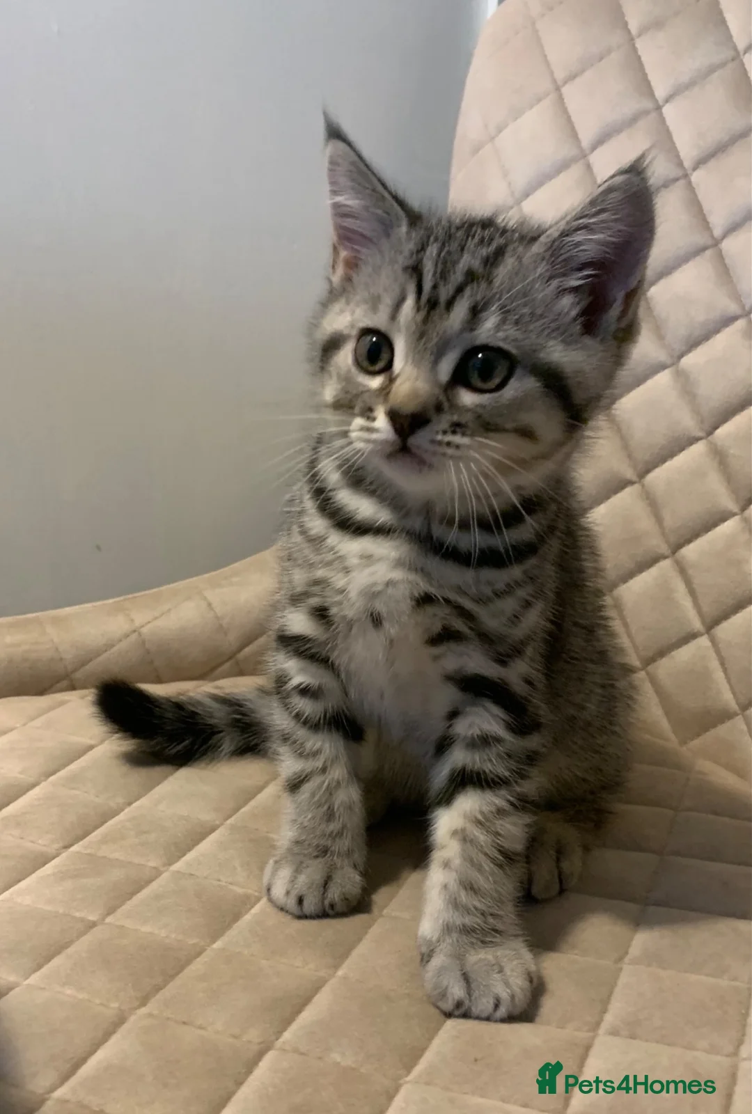 British Shorthair cats for sale: Beautiful silver spotted  tabbies - Advert 2