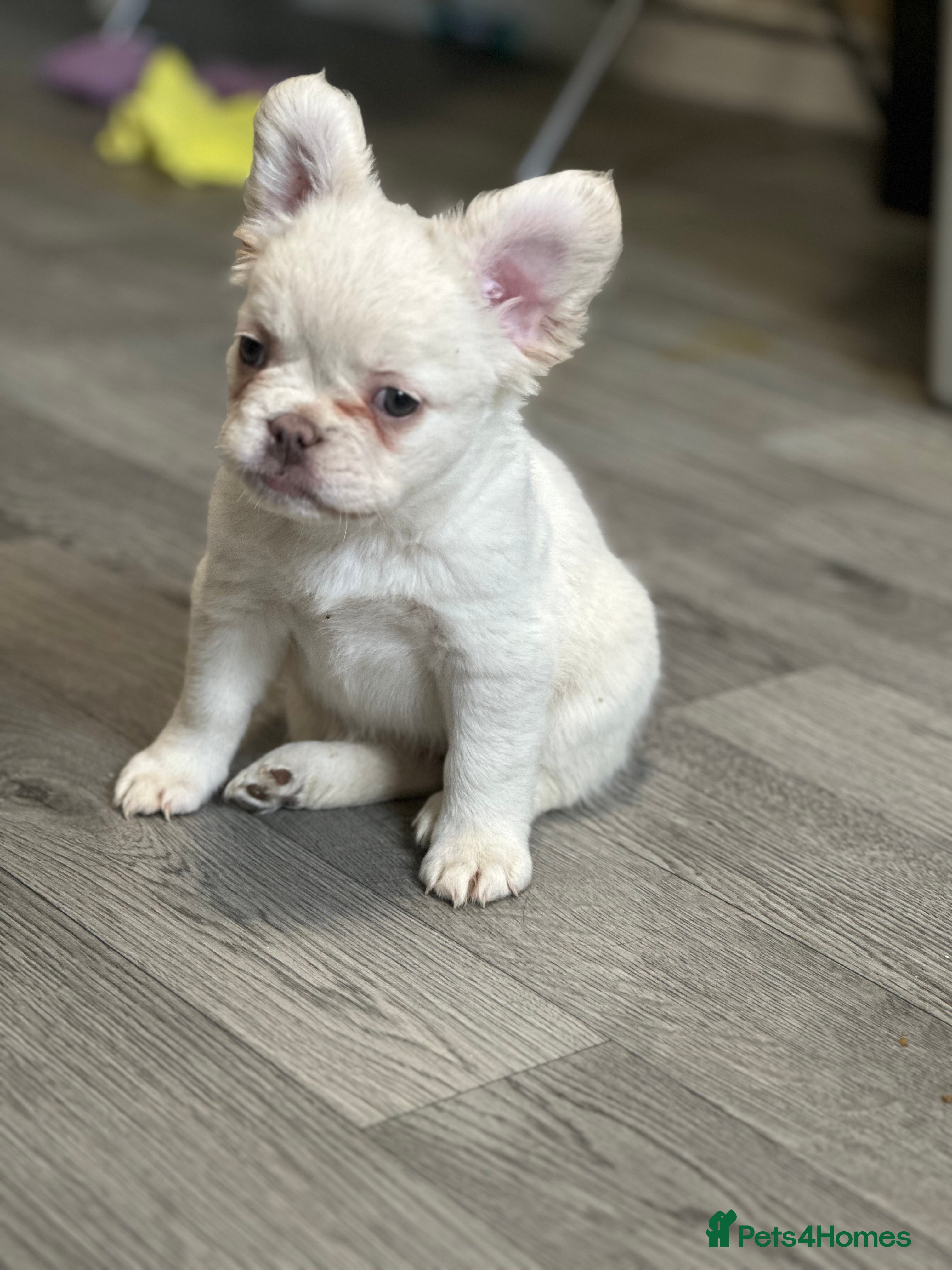 French Bulldog dogs Beautiful fluffy French bulldogs  - Advert 7