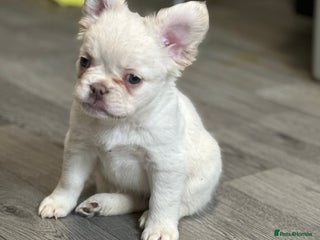 French Bulldog dogs Beautiful fluffy French bulldogs - Advert 16