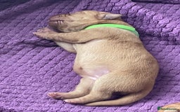 Labrador Retriever dogs for sale: Stunning Fox Red Labrador Puppies – Working lines - Image 15