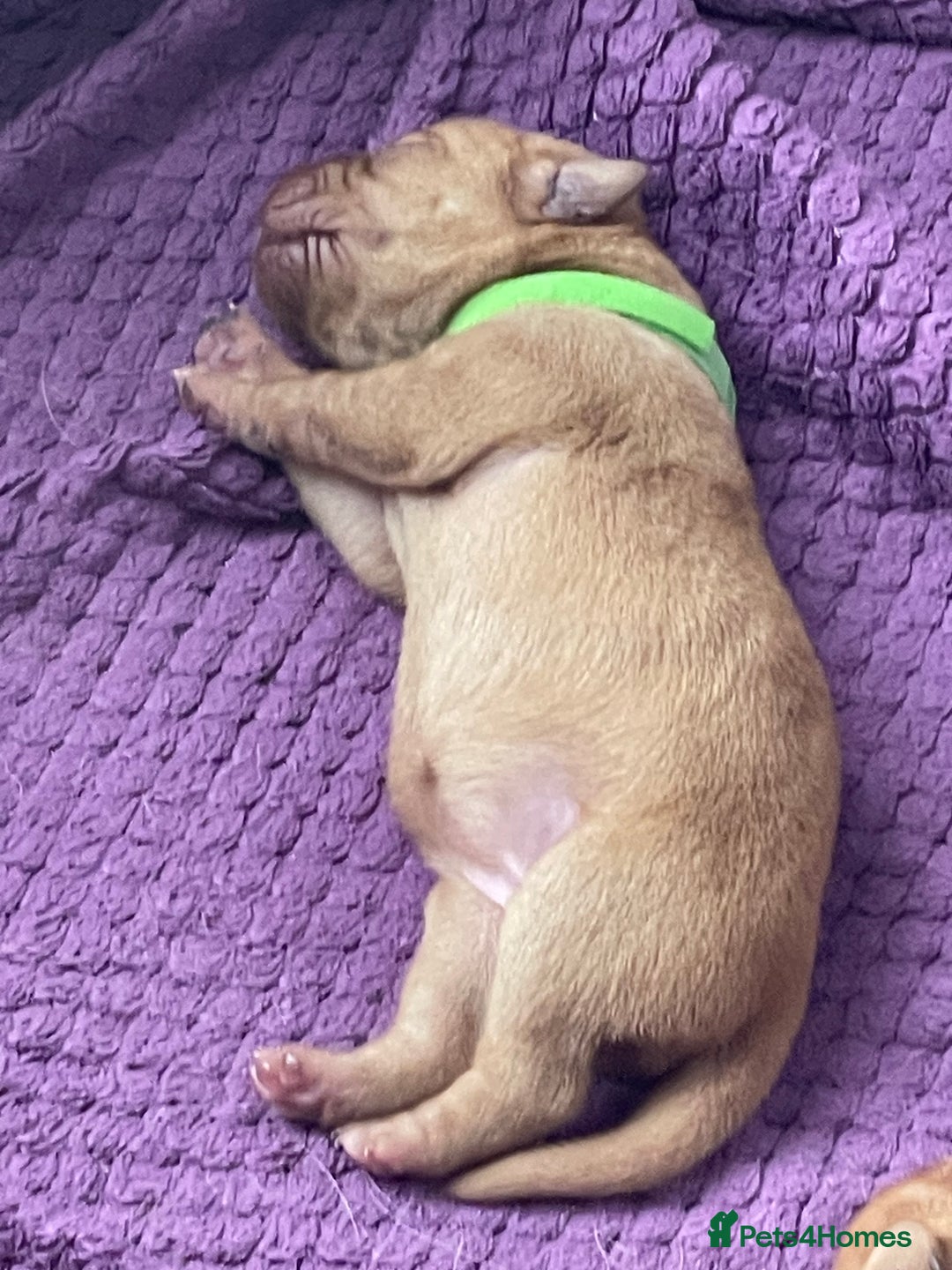 Labrador Retriever dogs for sale: Stunning Fox Red Labrador Puppies – Working lines - Image 15