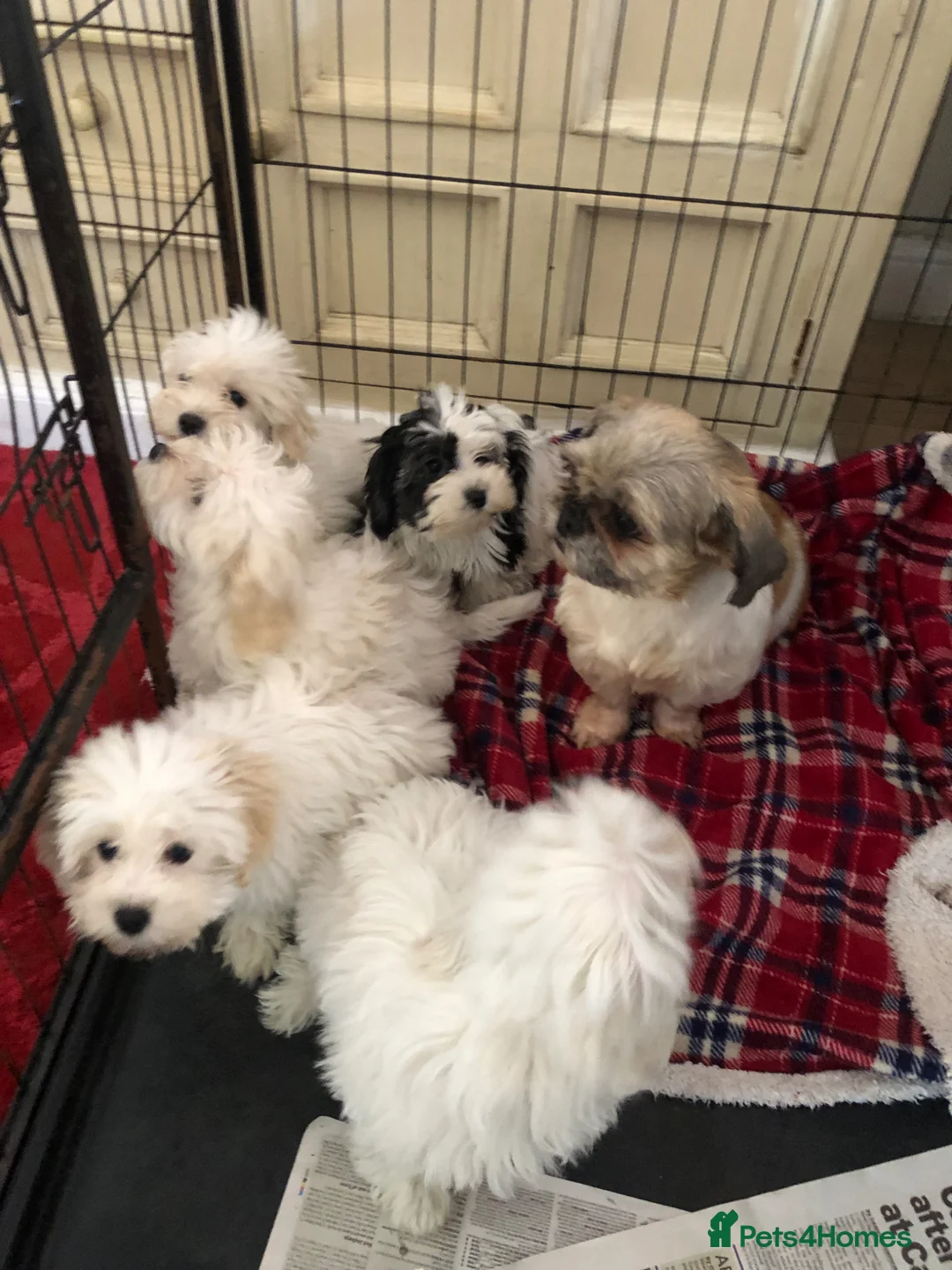 Malshi dogs for sale: shihtzu x maltese puppies for sale  - Advert 23