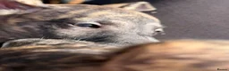 Whippet dogs for sale: Kennel Club Registered Whippet Pups Available  - Advert 13