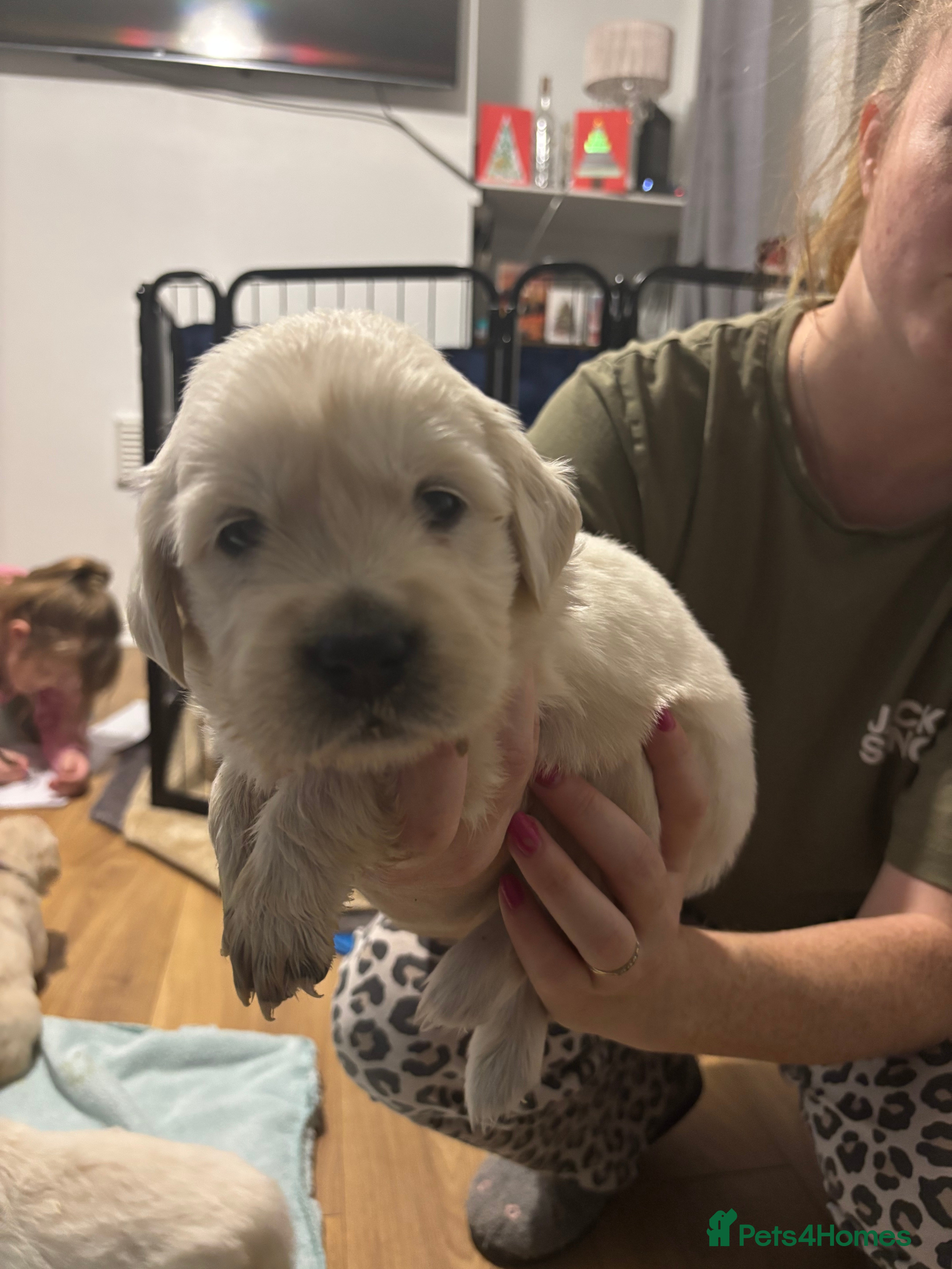 Golden Retriever dogs Golden Retriver puppies  - Advert 12