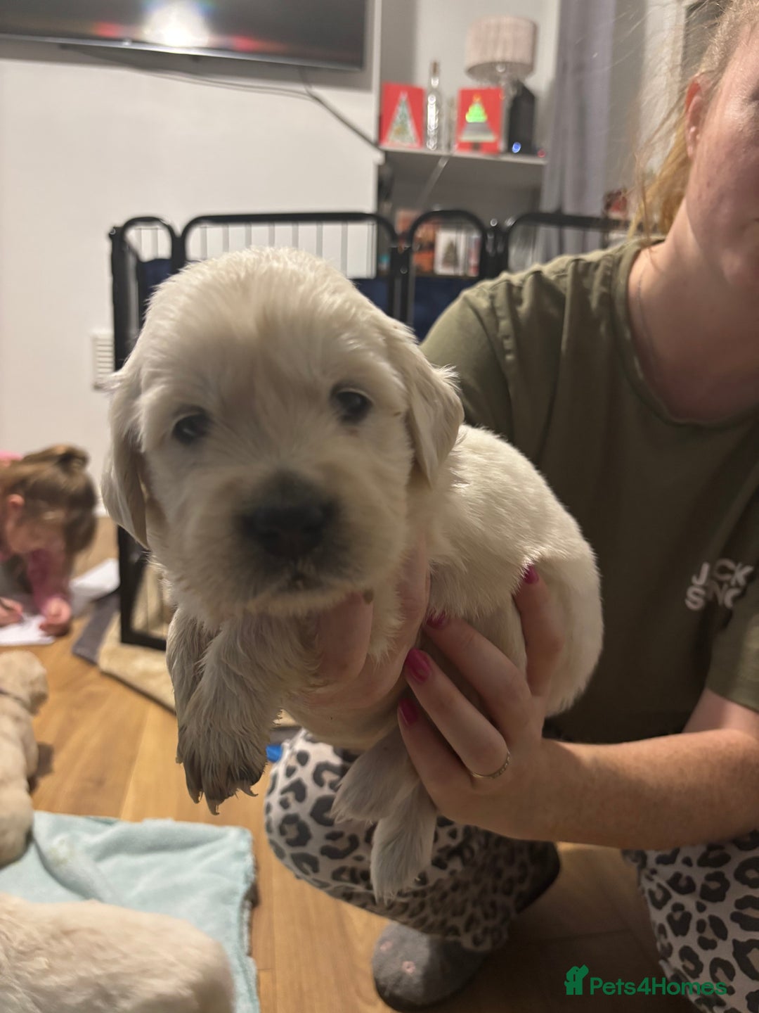 Golden Retriever dogs for sale: Golden Retriver puppies  - Advert 1