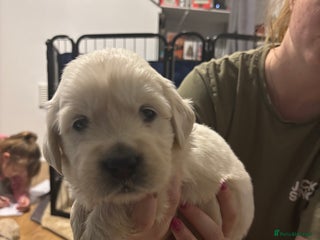 Golden Retriever dogs Golden Retriver puppies - Advert 4