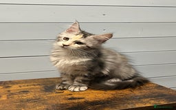 Maine Coon cats for sale: Beautiful Maine Coon kittens for sale - Image 8