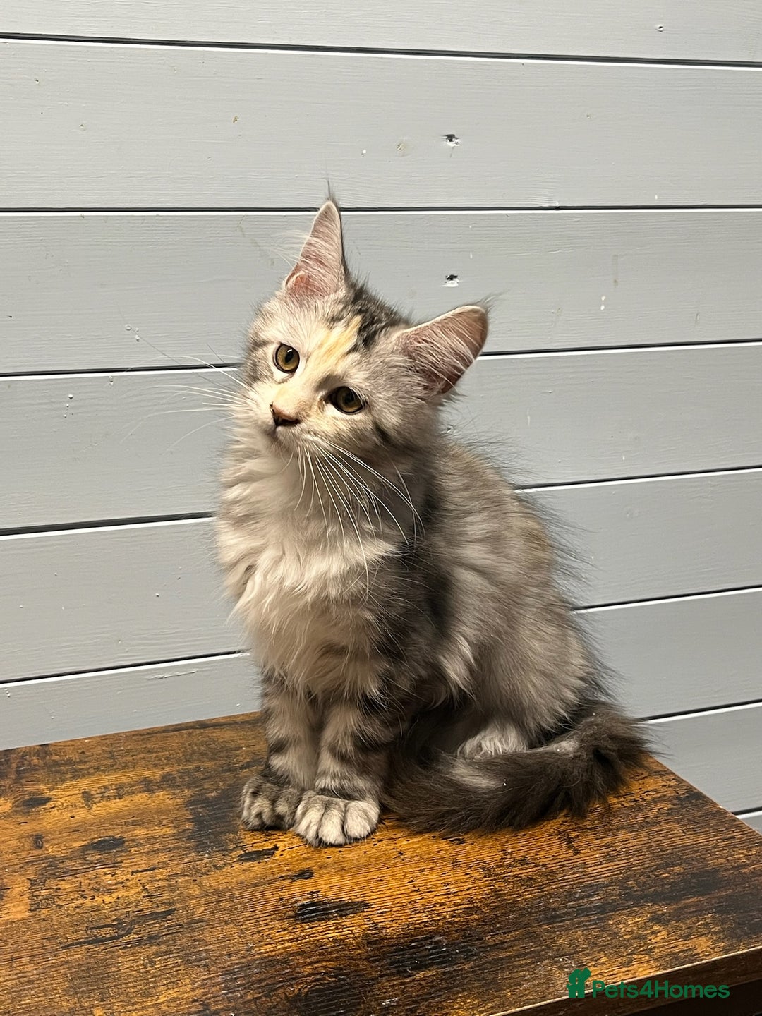 Maine Coon cats for sale: Beautiful Maine Coon kittens for sale - Image 8