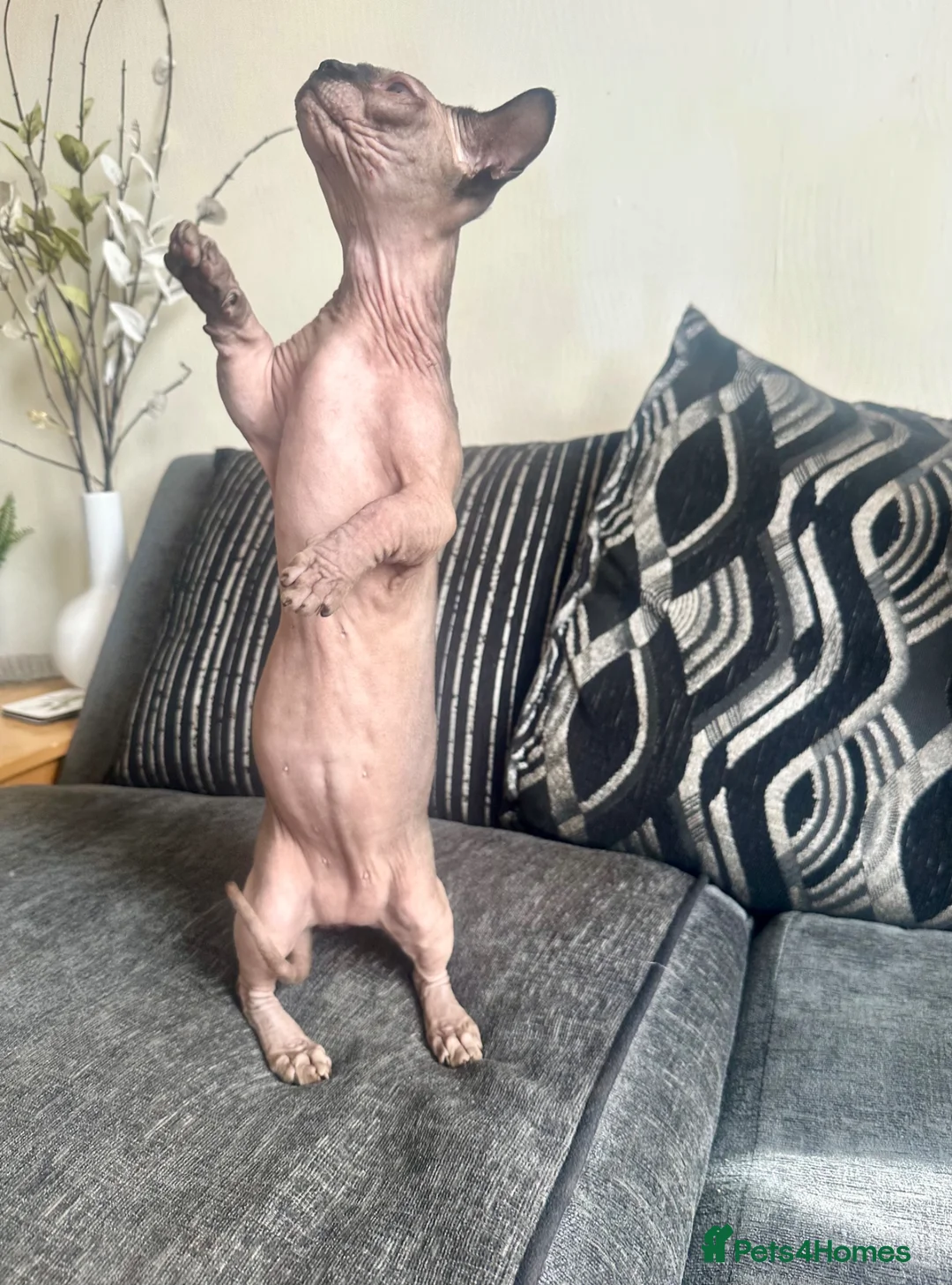 Sphynx cats for stud: Proven Bambino for stud  - Advert 5