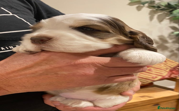 Cocker Spaniel dogs - Advert 2