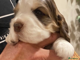 Cocker Spaniel dogs - Advert 16