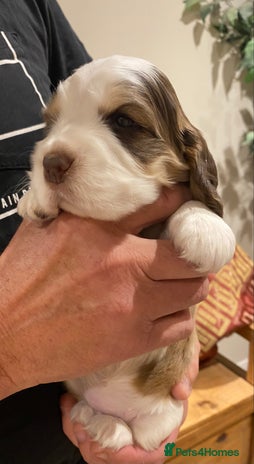 Cocker Spaniel dogs - Advert 2