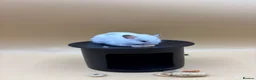 Hamster rodents for sale: Pedigree Syrian hamster pups  - Advert 32