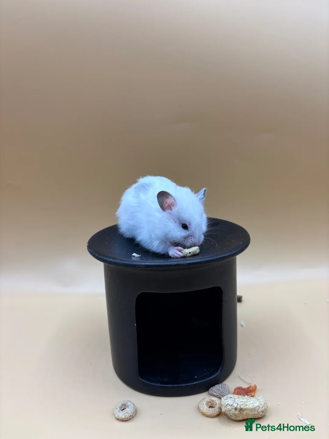 Hamster rodents for sale: Pedigree Syrian hamster pups  - Advert 32