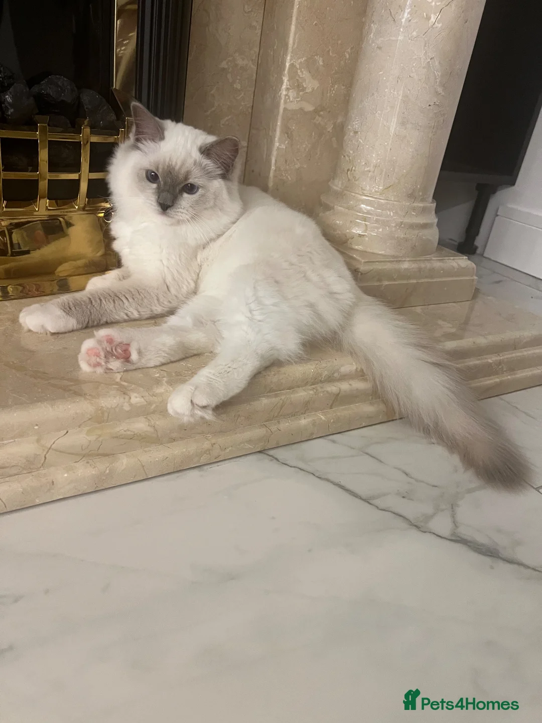 Ragdoll cats for sale: Ragdoll pure breed kittens!!! Ready to go 🏡 - Advert 1