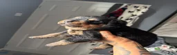 Rottweiler dogs for sale: Full German Rottweiler  - Advert 1
